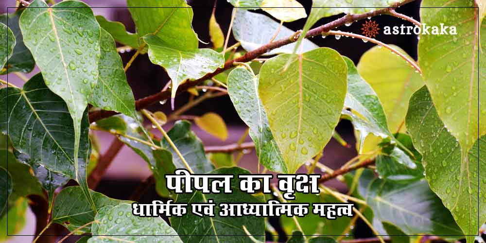 importance-of-peepal-tree